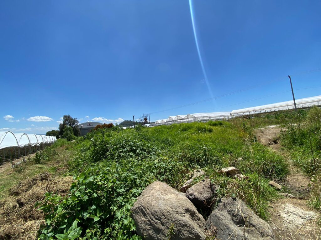 Terreno San Felipe Teotlalcingo (5)